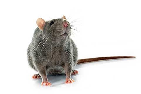 Blue Light at night causes rise in sugar consumption in rats